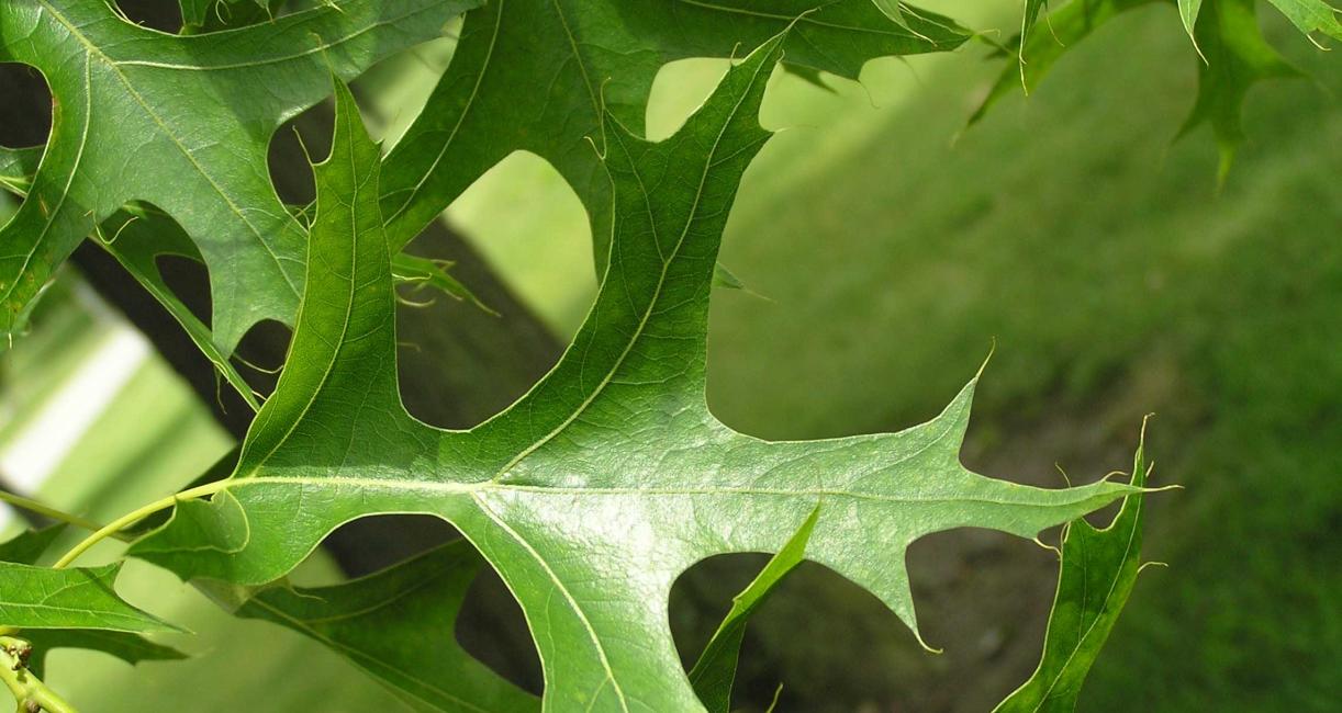 Tree leaves