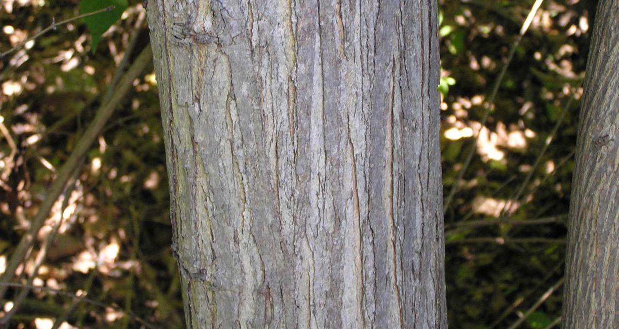 Tree bark