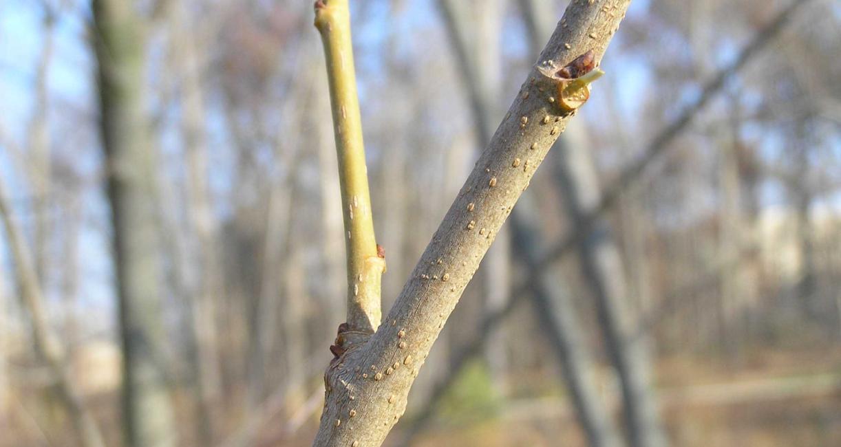 Tree branch