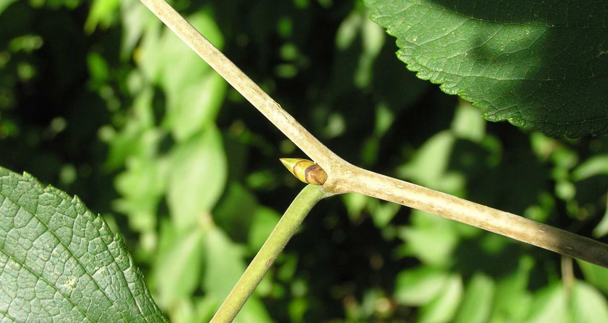 Tree bud