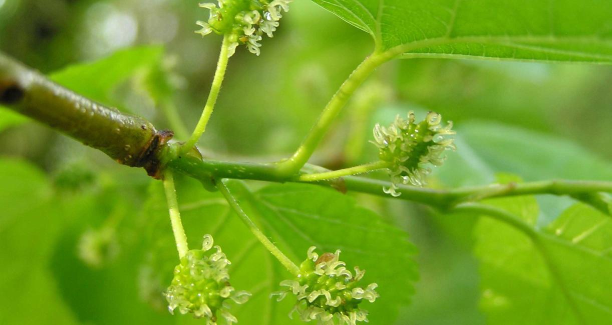 Tree flower