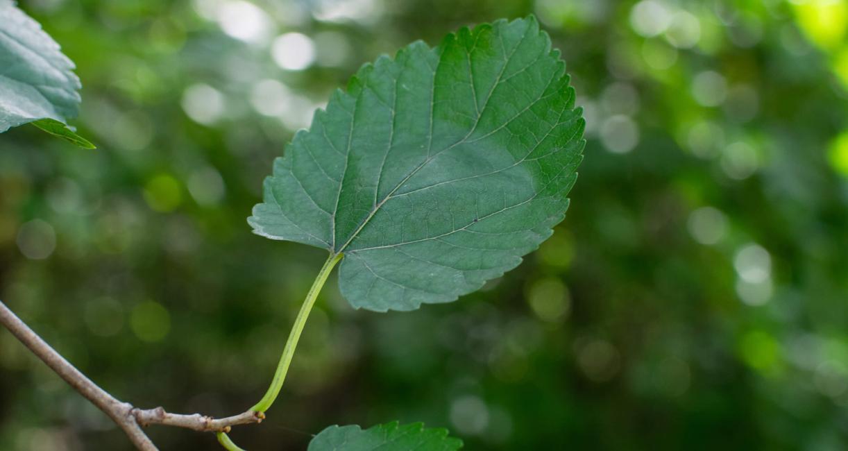 Tree leaves