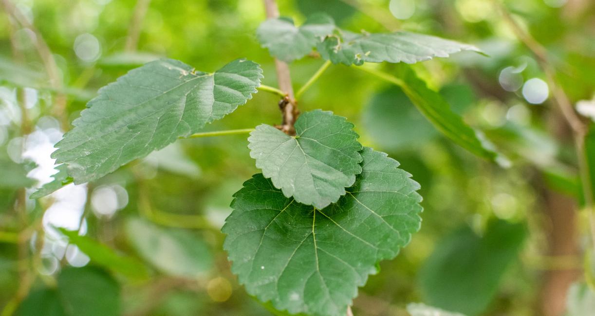 Tree leaves