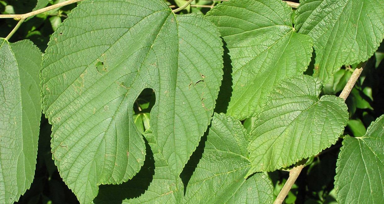 Tree leaves