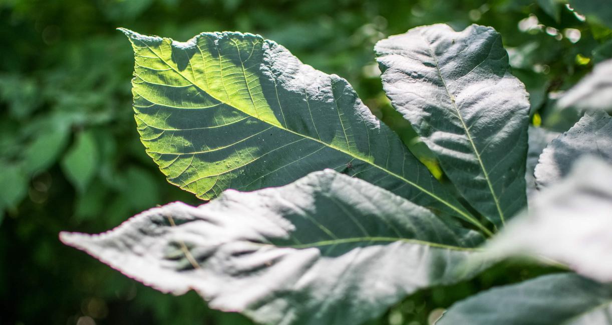 Tree leaves