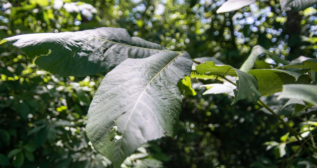 Tree leaves