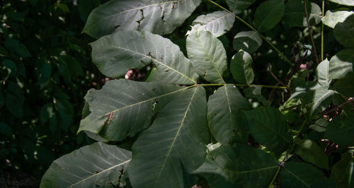 Tree leaves