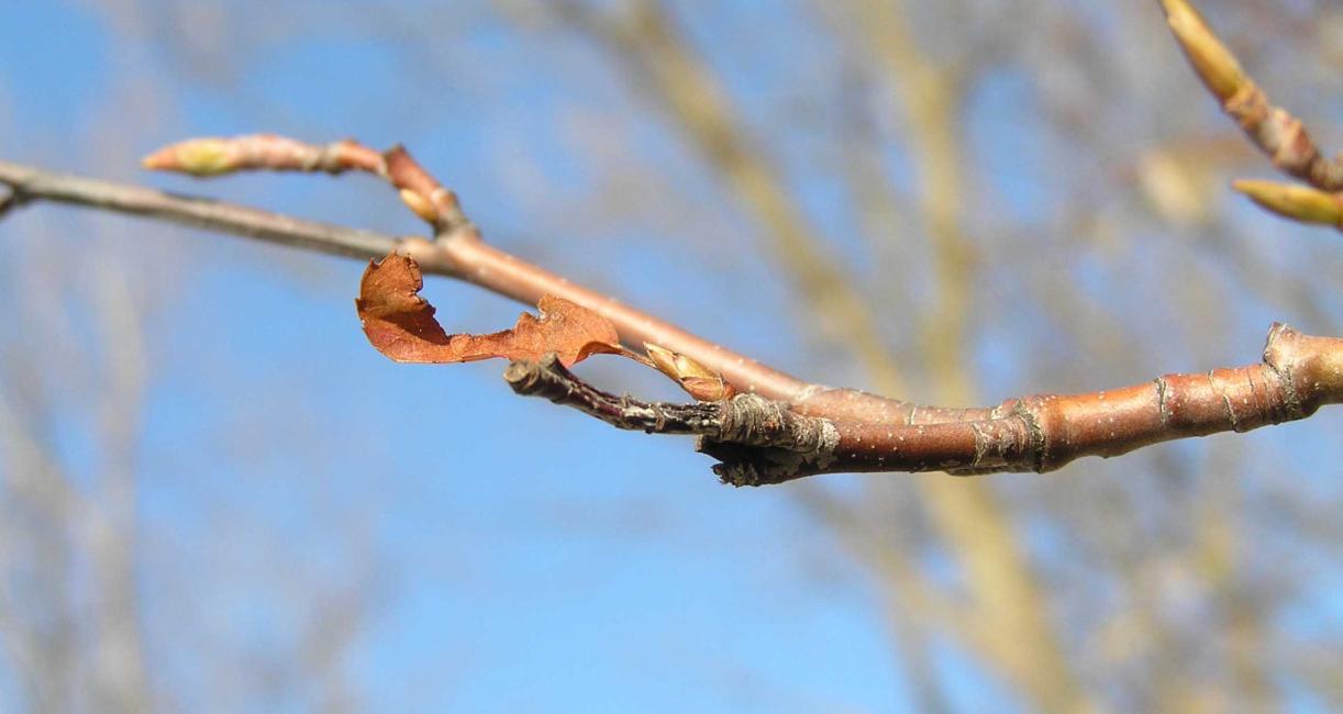 Tree branch