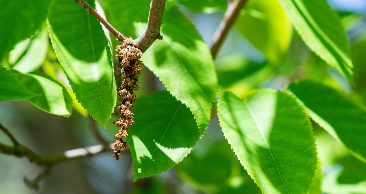 Tree bud