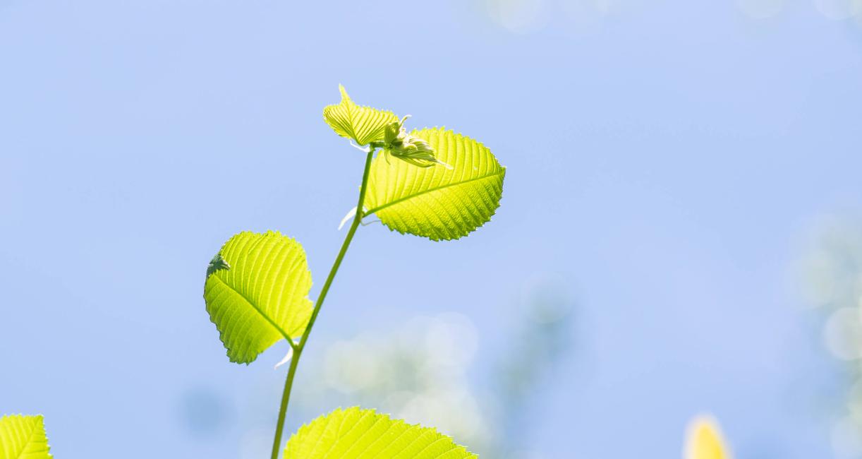 Tree bud