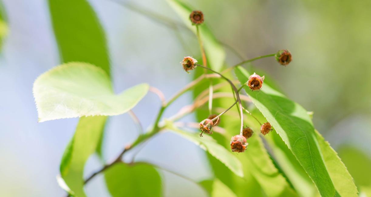 Tree bud