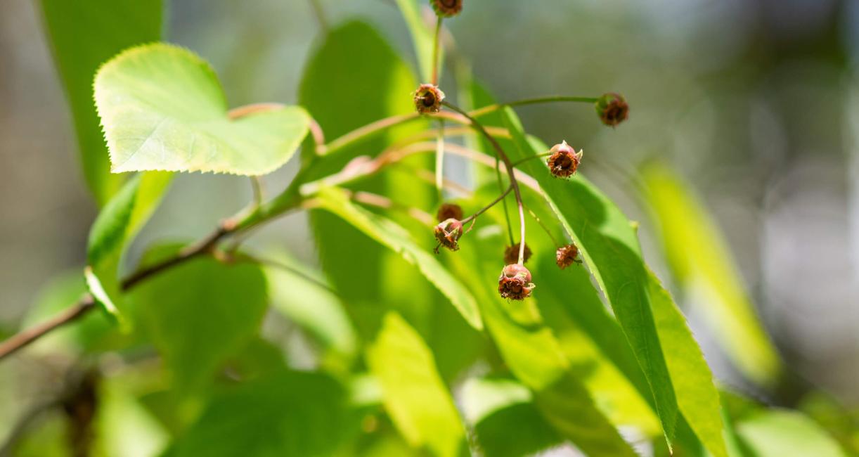 Tree bud