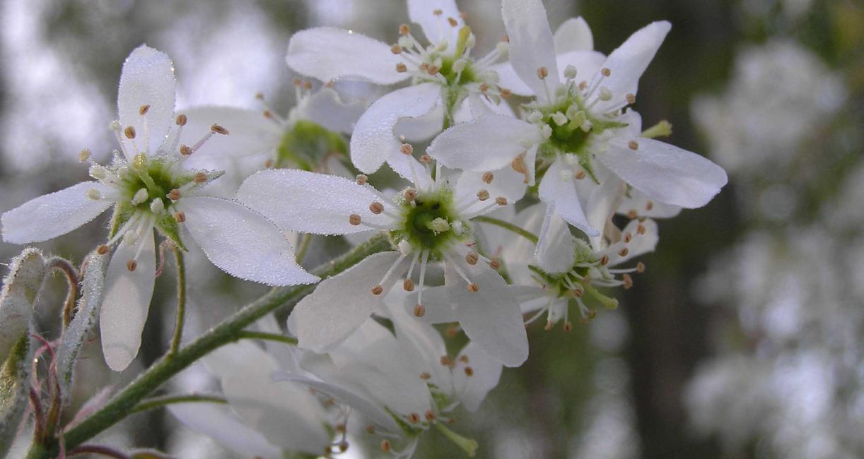 Tree flower