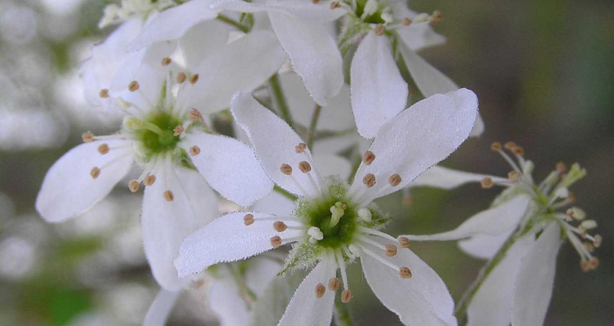 Tree flower