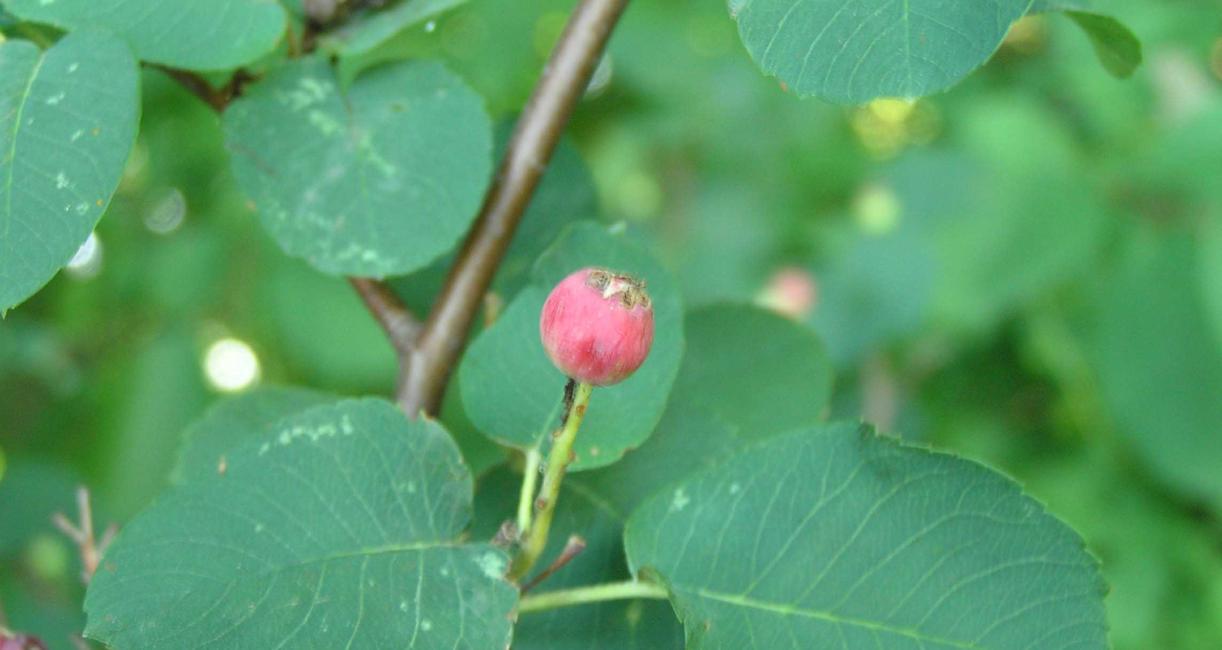 Tree fruit