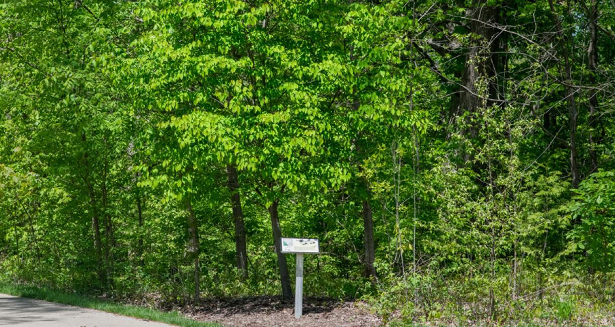 Tree habitat