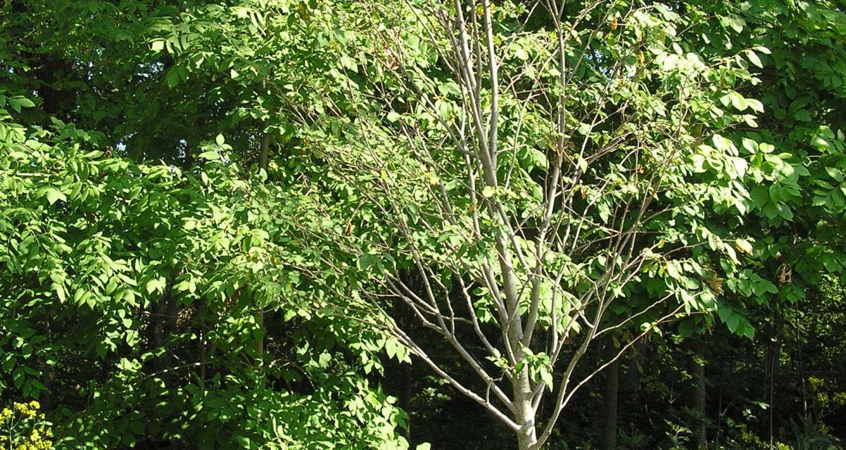 Tree habitat