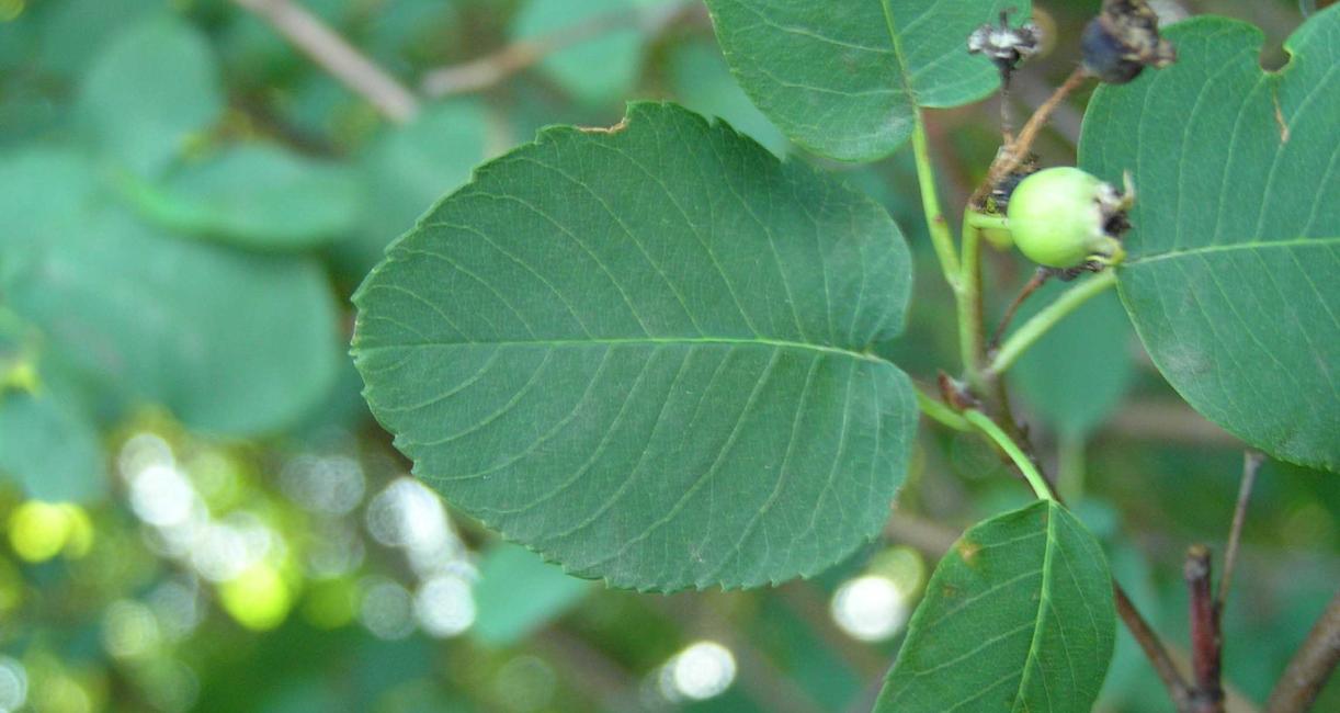 Tree leaves