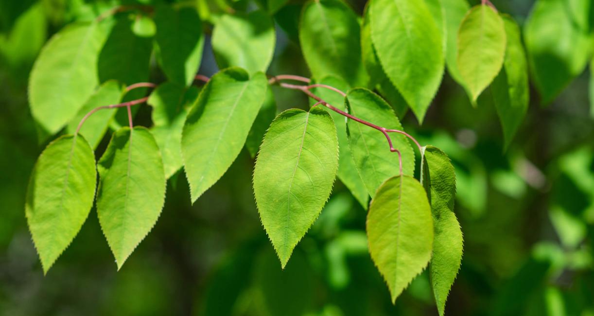 Tree leaves