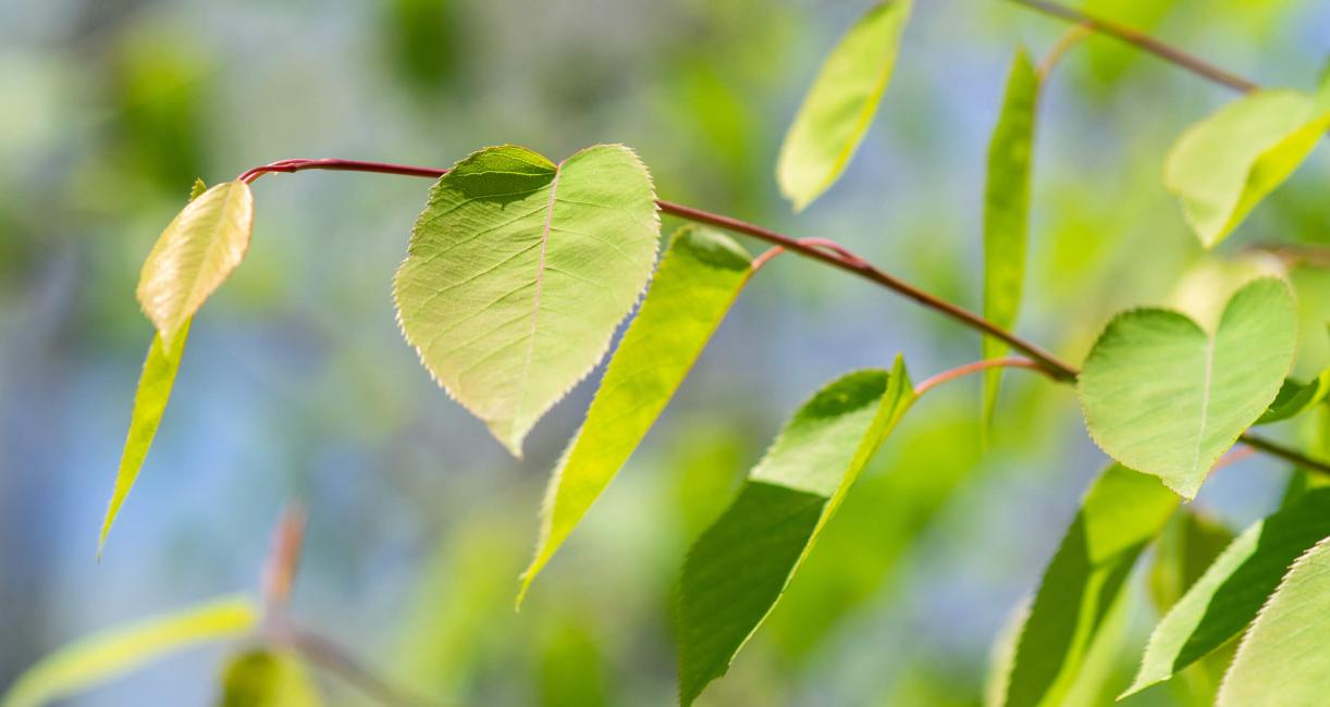 Tree leaves