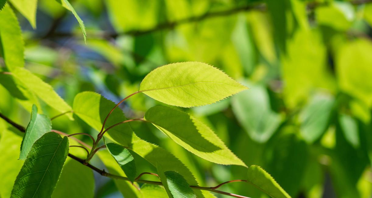 Tree leaves