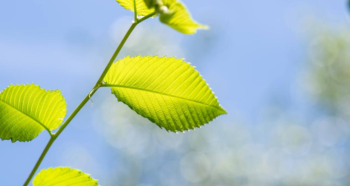 Tree leaves