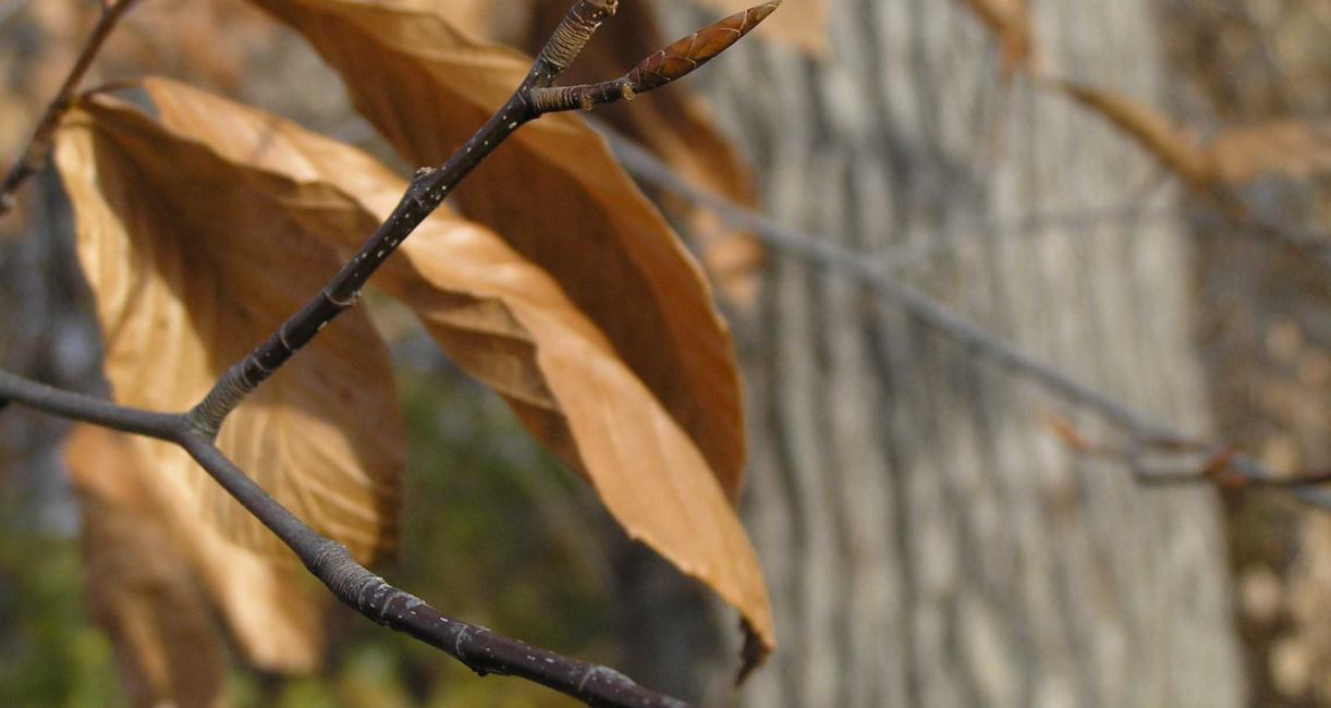 Tree branch