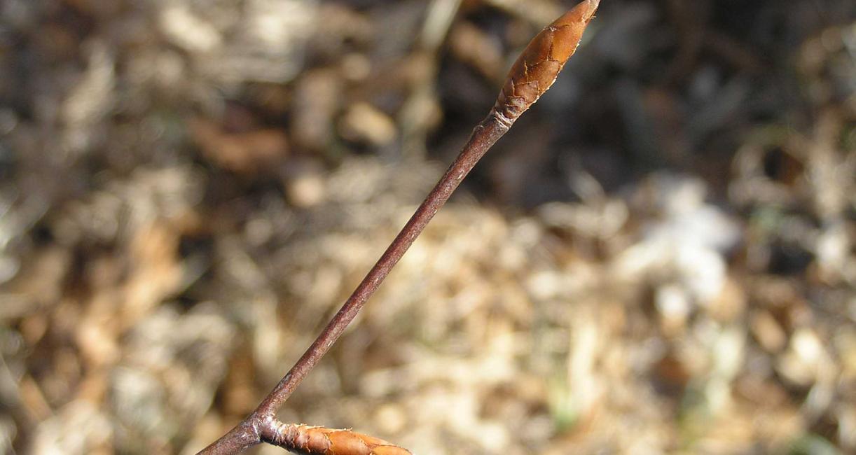 Tree bud