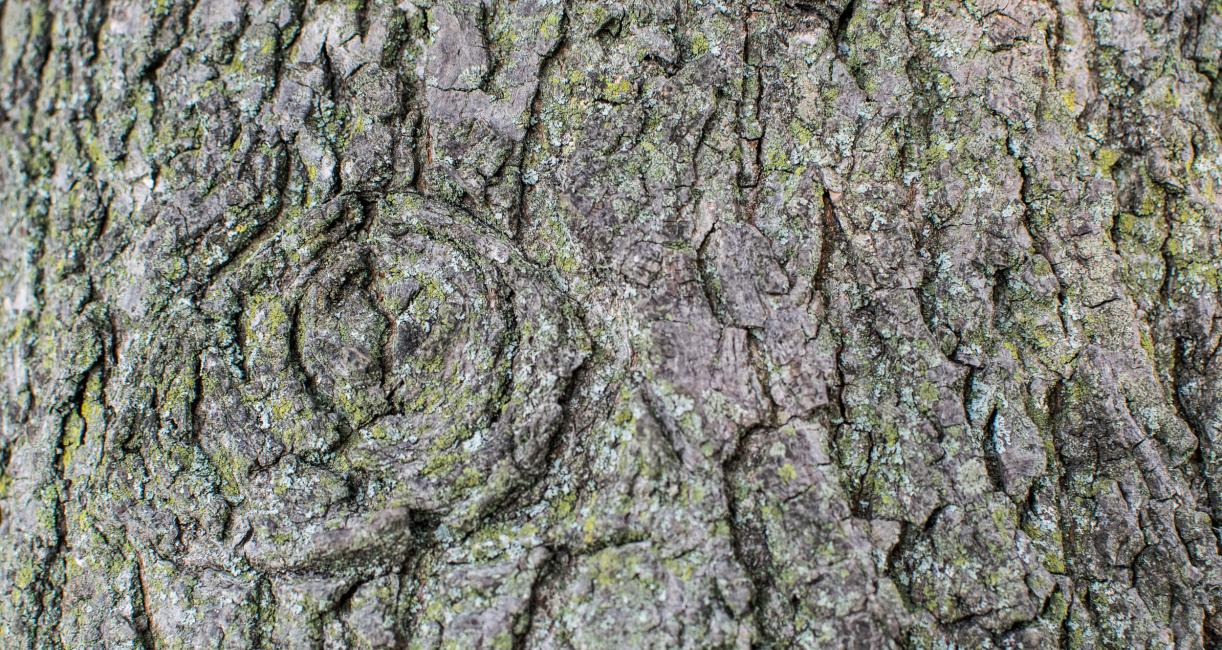 Bitternut Hickory Bark (Close-Up)