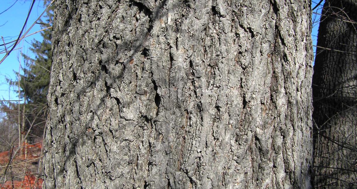 Bitternut Hickory Bark