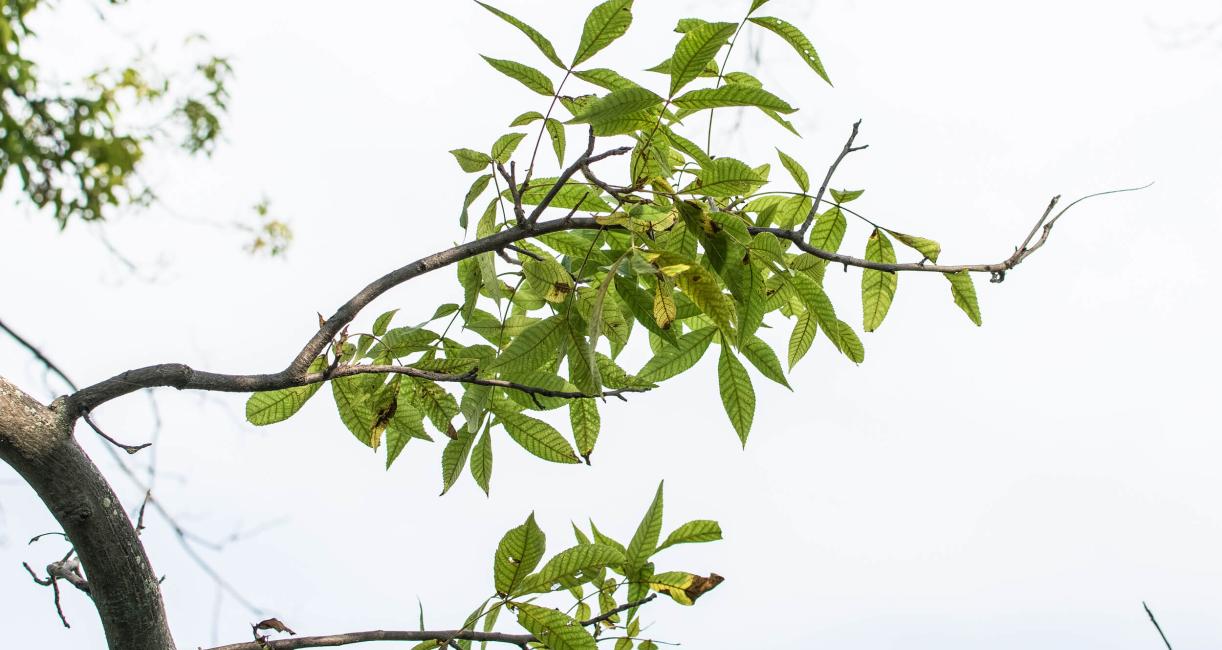 Bitternut Hickory Branch