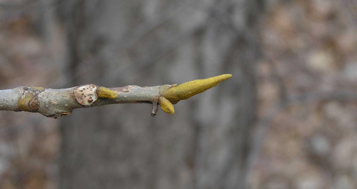 Bitternut Hickory Bud