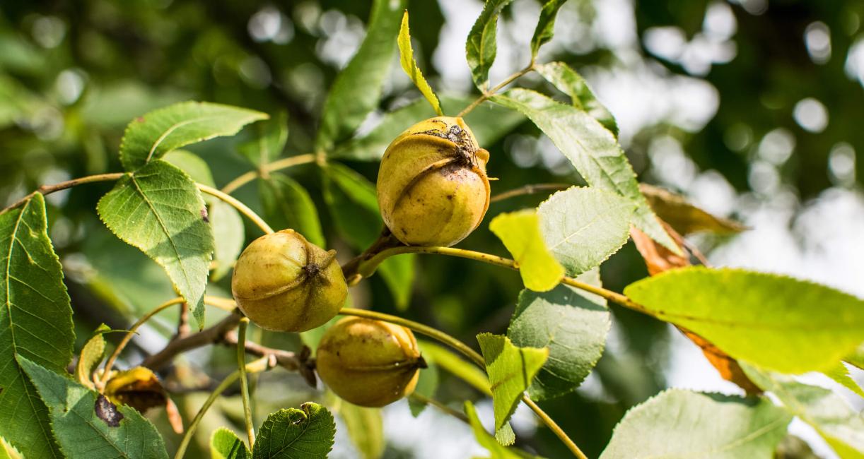 Bitternut Hickory Fruit