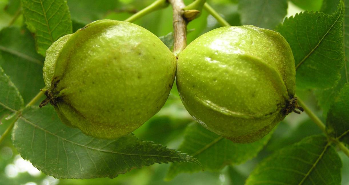 Bitternut Hickory Fruit (Close-Up)