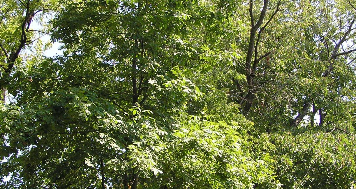 Bitternut Hickory Habit