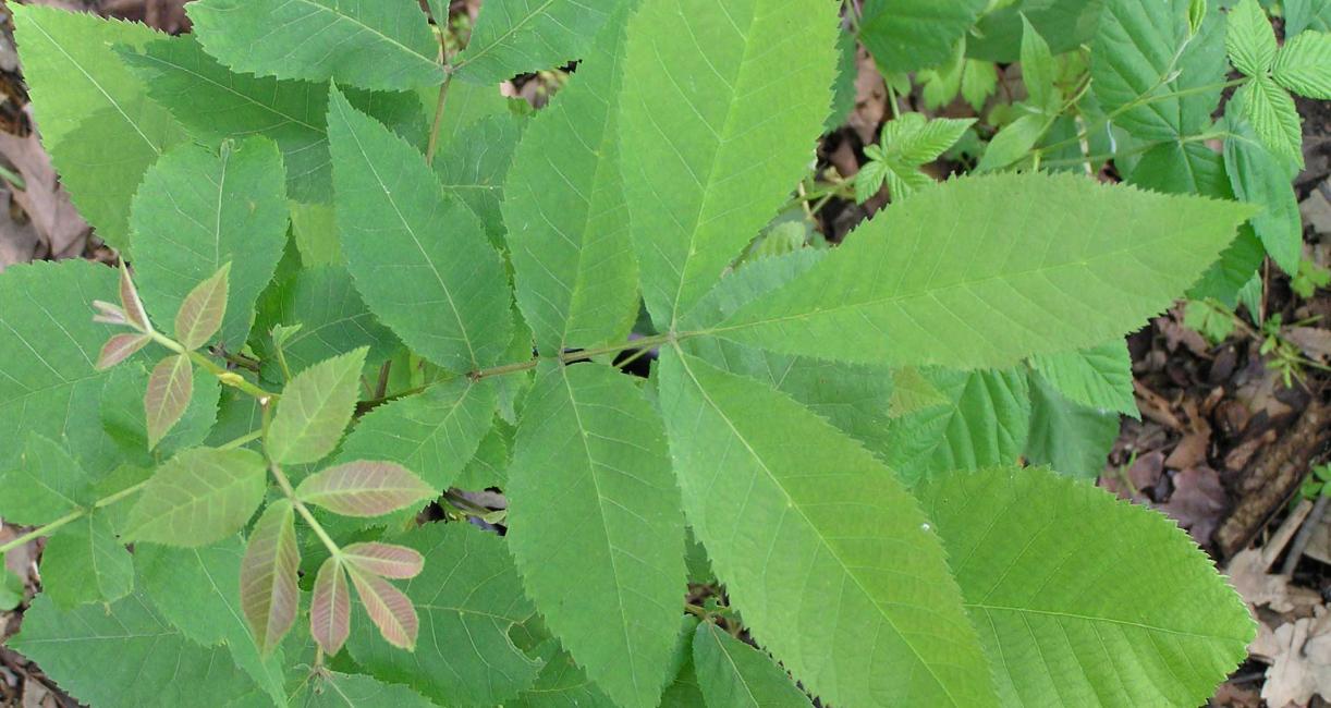 Bitternut Hickory Leaves - Spring