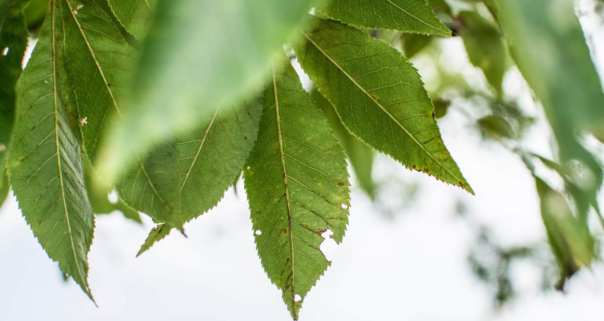 Bitternut Hickory Leaves - Summer